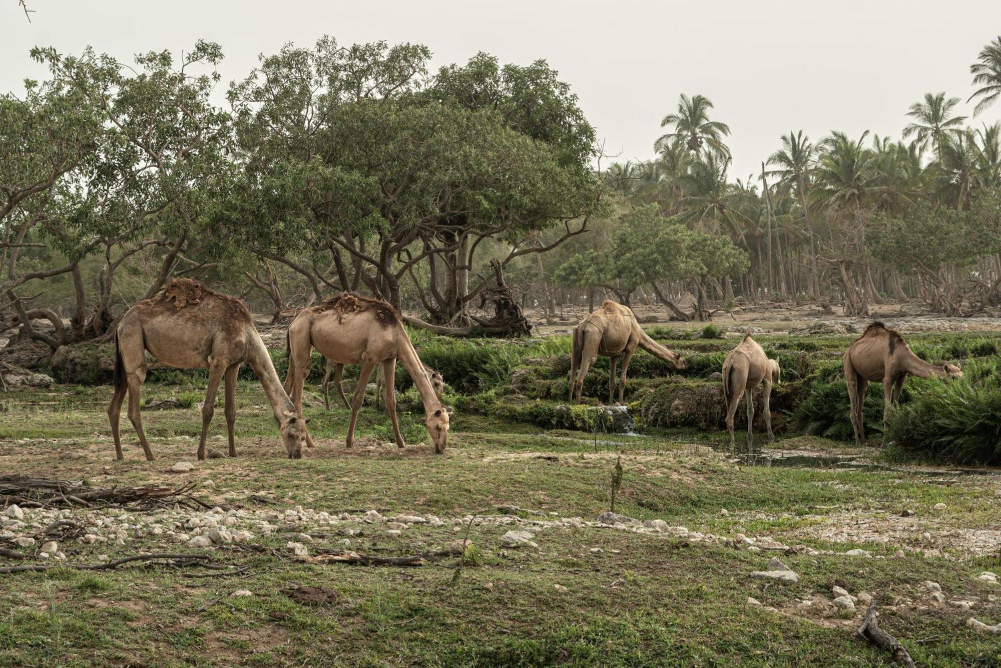 法纳尔酒店及公寓 塞拉莱 外观 照片 Camels grazing in the park